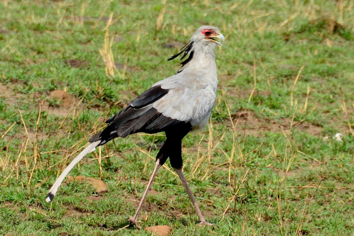 Secretarybird - ML469430861