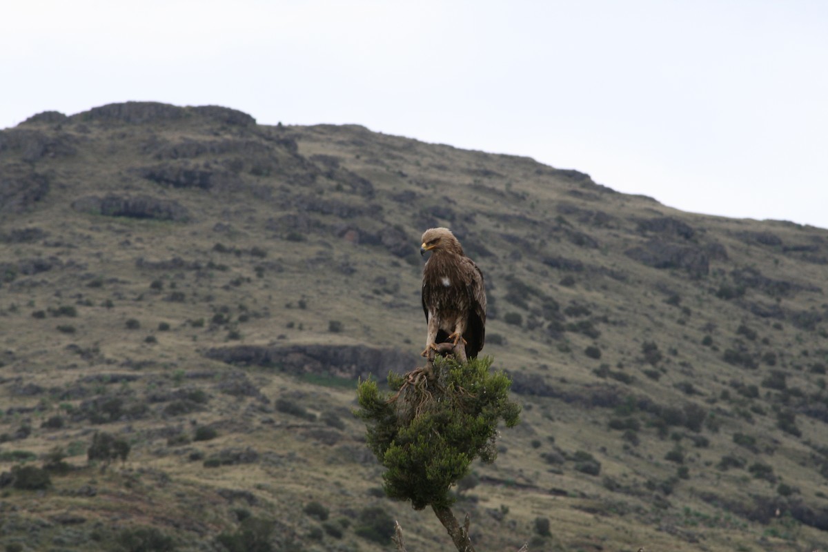 Imperial Eagle - ML469430971