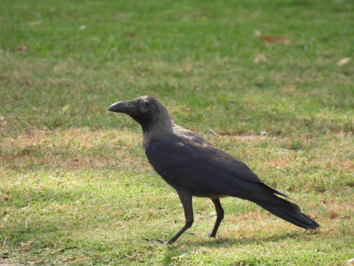 Corbeau familier - ML469431551