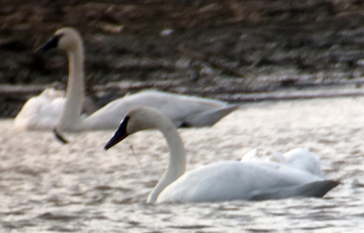 Trumpeter Swan - ML46943271