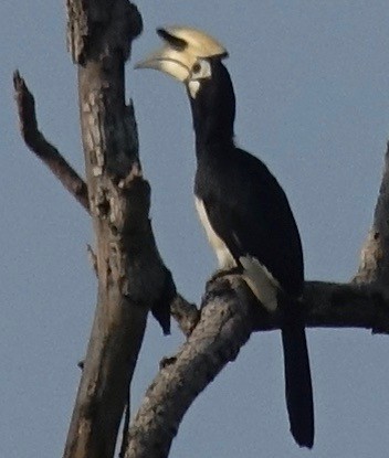 Oriental Pied-Hornbill - ML46943281