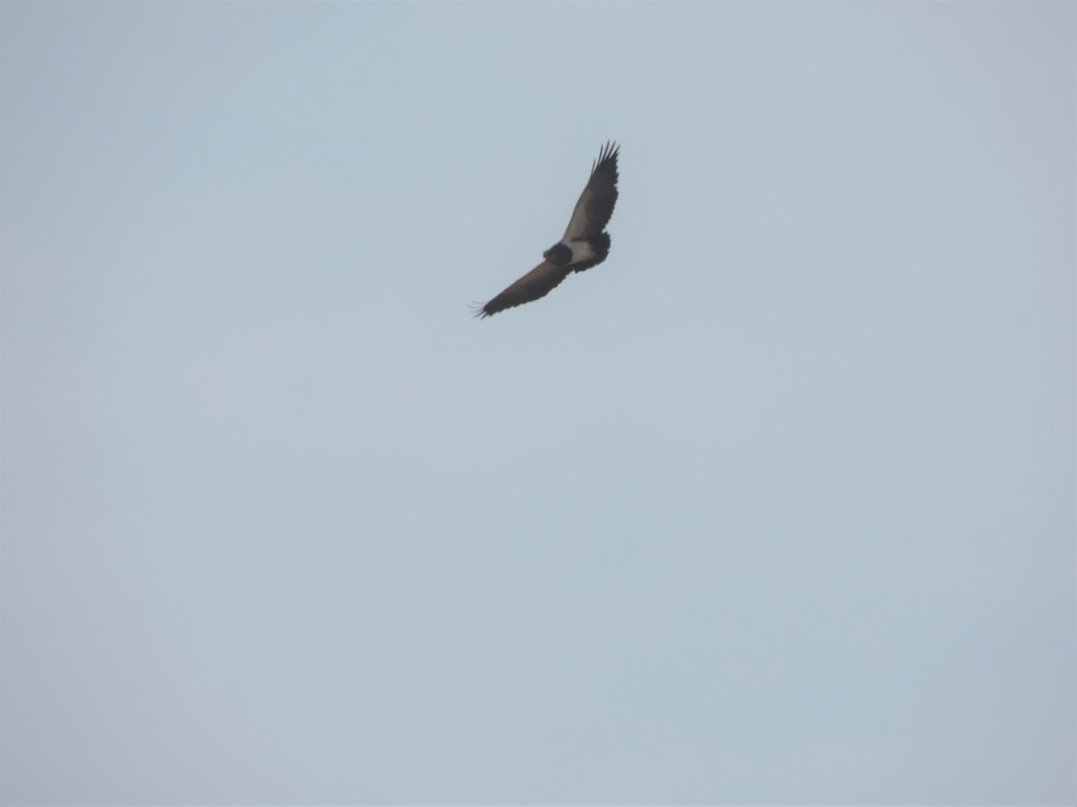 Black-chested Buzzard-Eagle - ML469433621