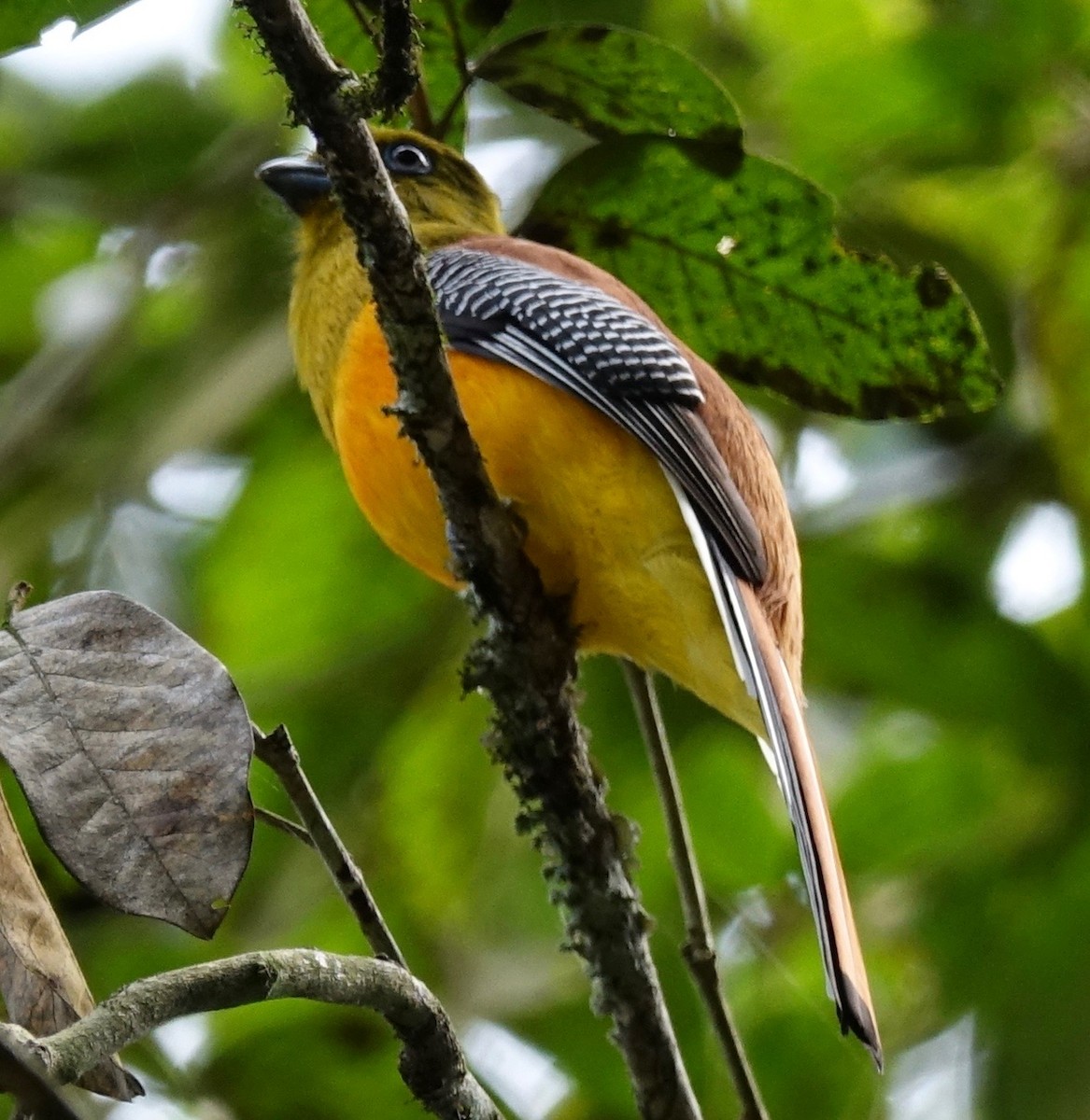 Turuncu Göğüslü Trogon - ML46943381