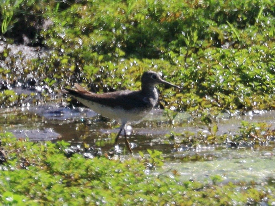 Solitary Sandpiper - ML469434381