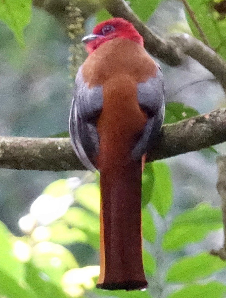 Trogon à tête rouge - ML46943441