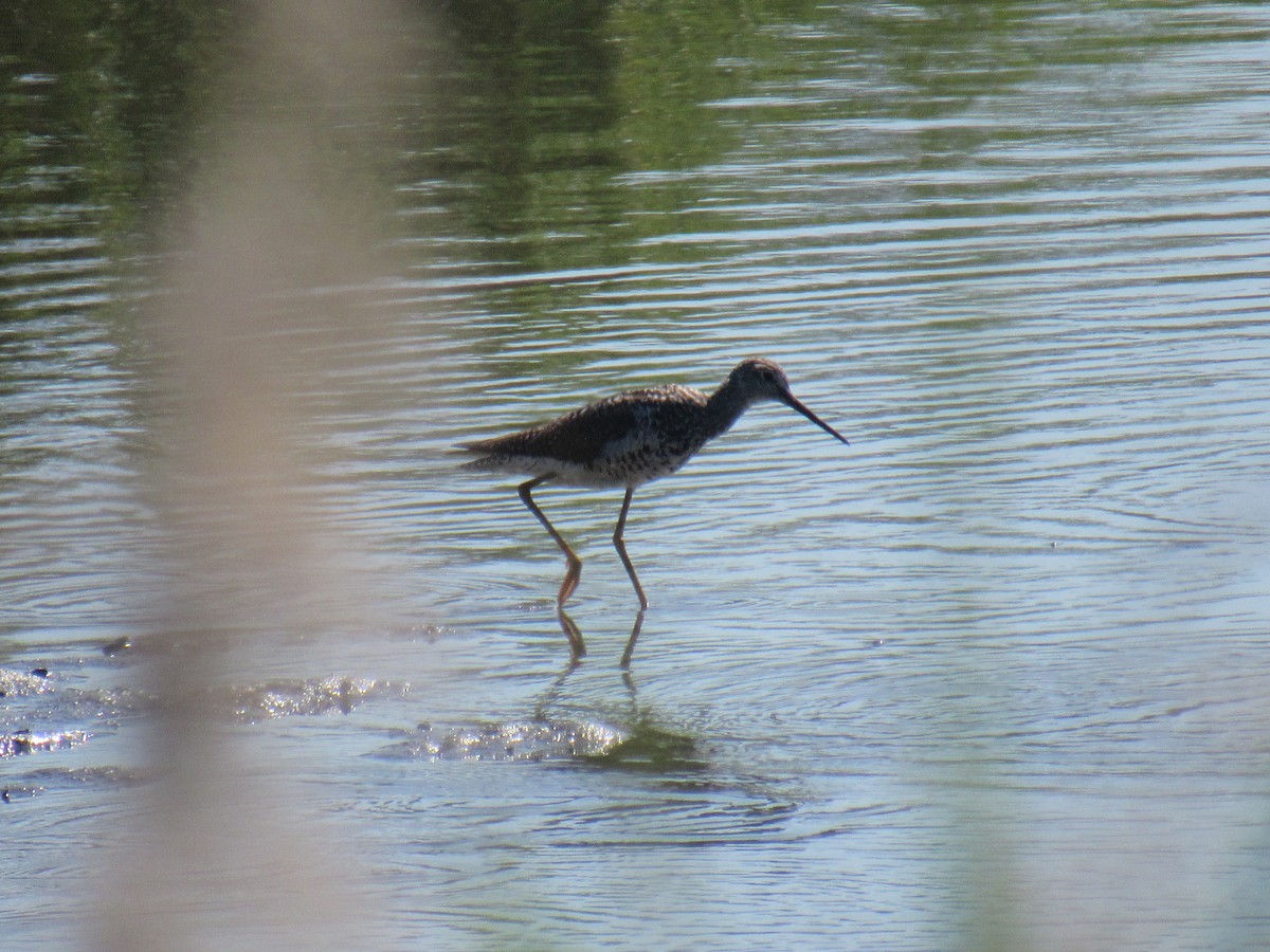 Greater Yellowlegs - John Coyle