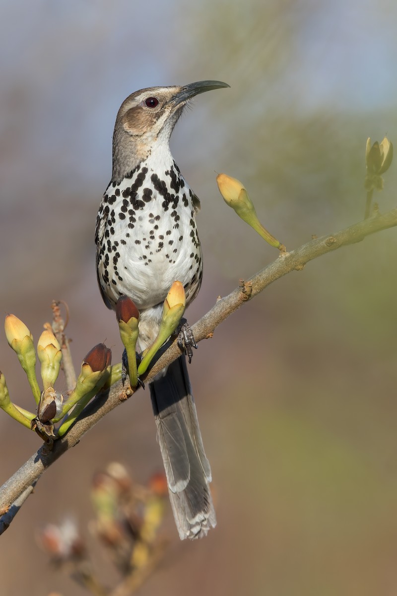 Ocellated Thrasher - ML469434641