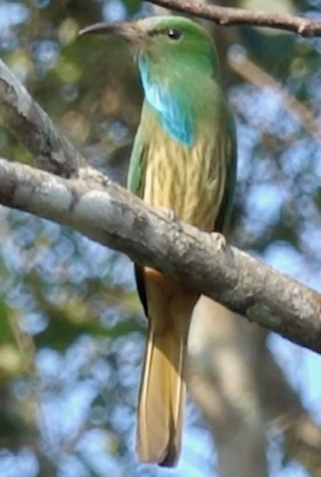 Blue-bearded Bee-eater - ML46943471