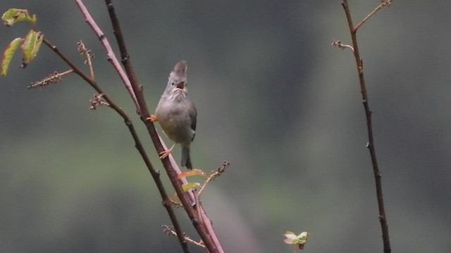 Yuhina à gorge striée - ML469434781