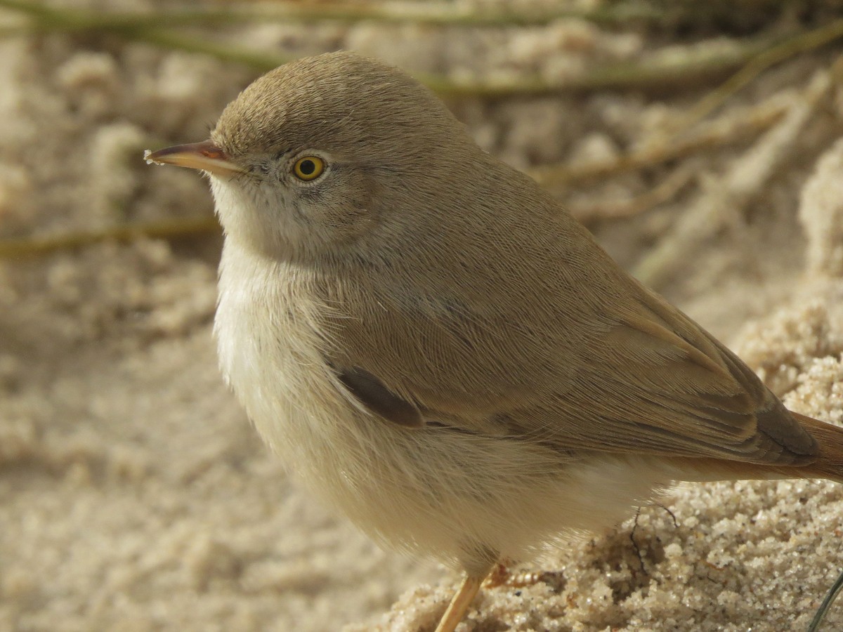 Asian Desert Warbler - Frederik Bexter