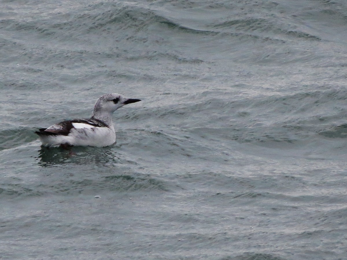 Black Guillemot - ML469435251