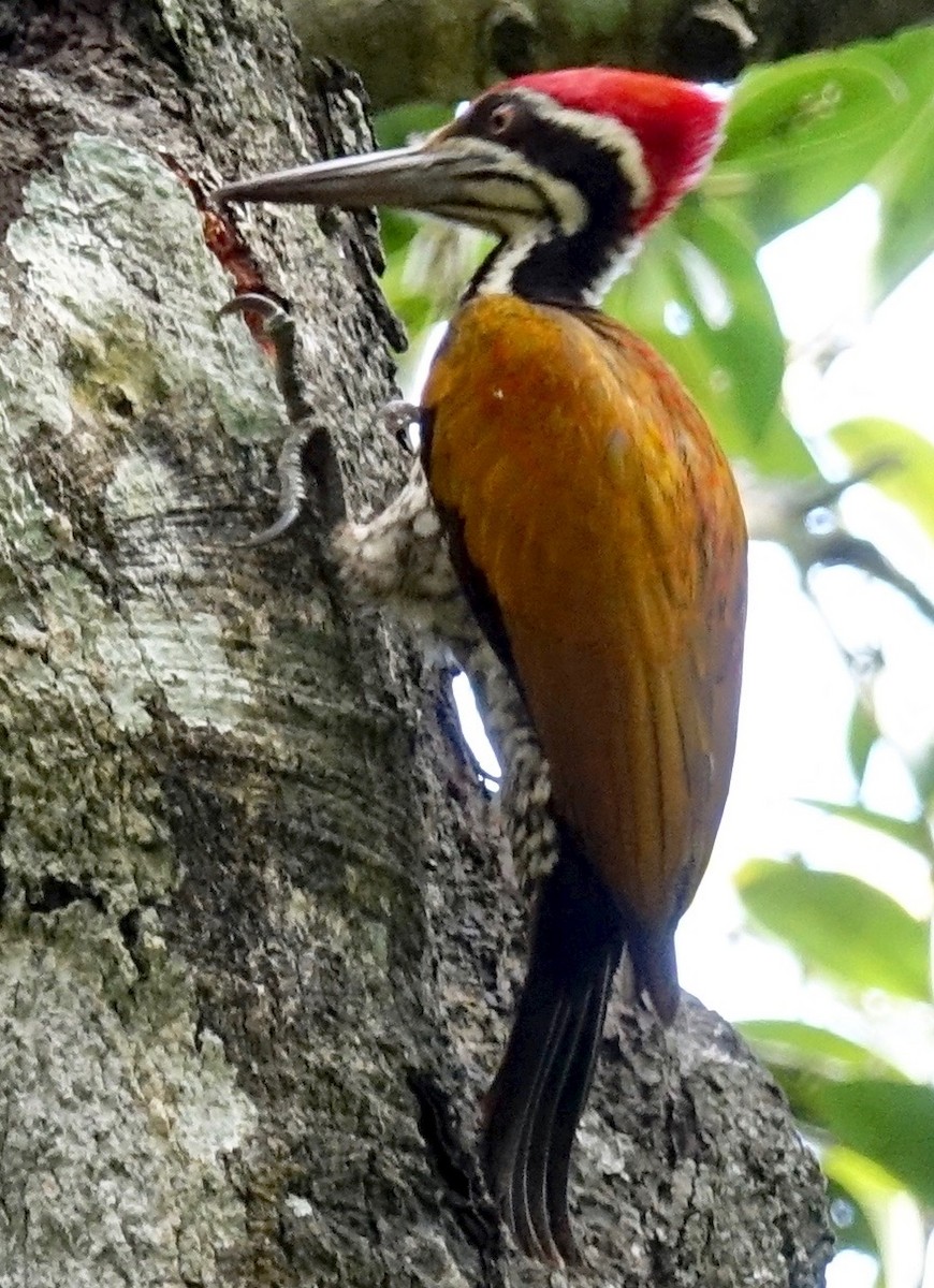 Greater Flameback - Bob Bolles