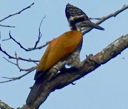 Greater Flameback - ML46943631