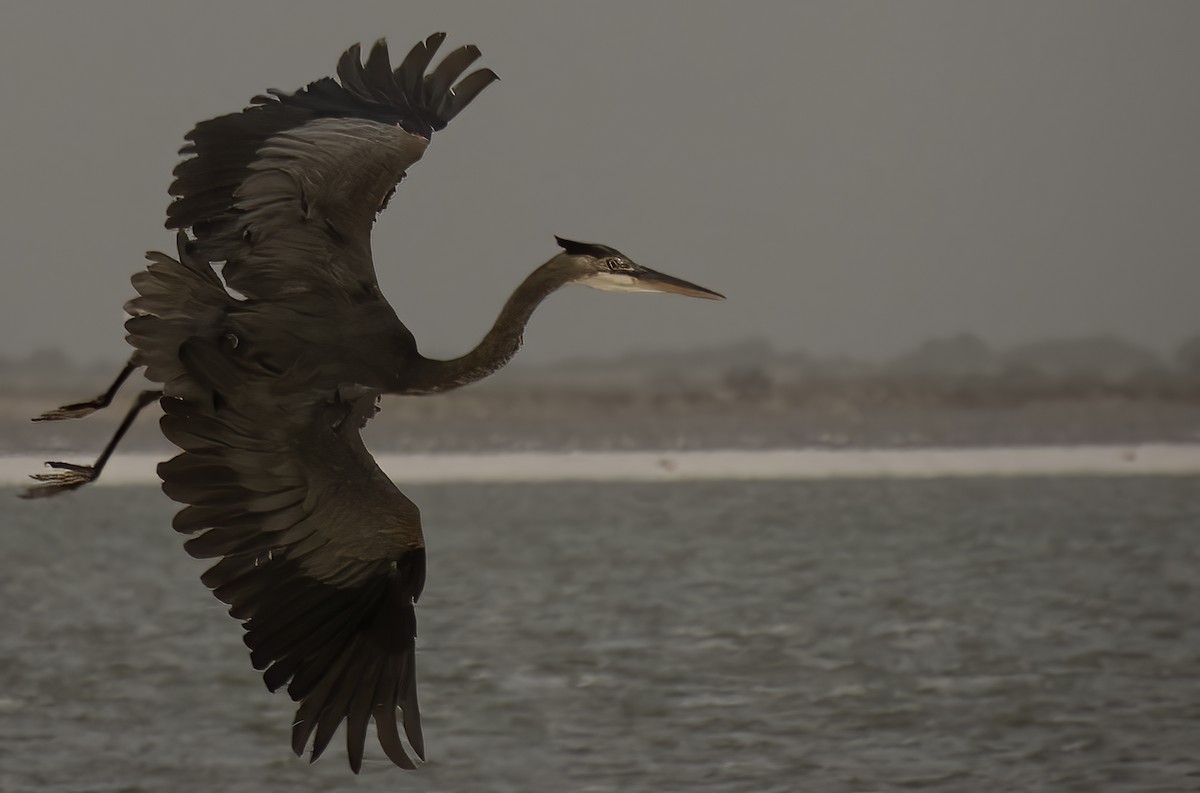 Great Blue Heron - Susan Davis