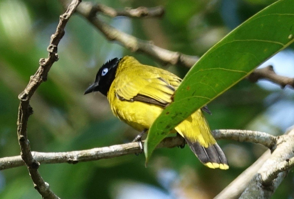 Black-headed Bulbul - ML46943671