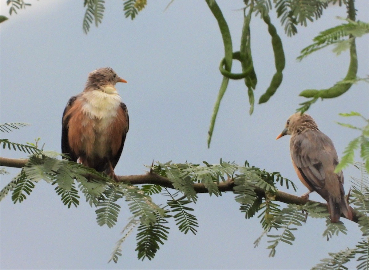 Malabar Starling - ML469436841