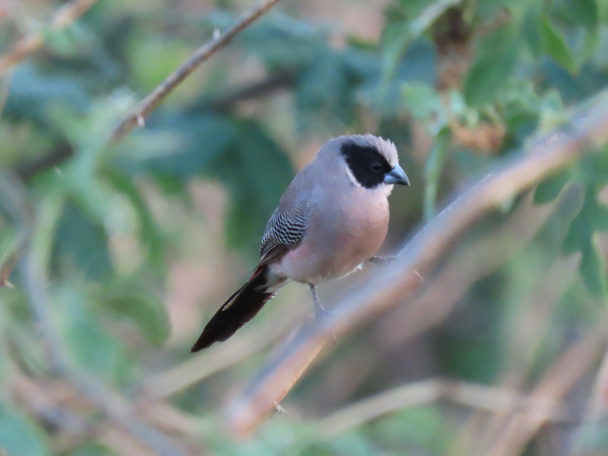 Black-cheeked Waxbill - Thomas Brooks