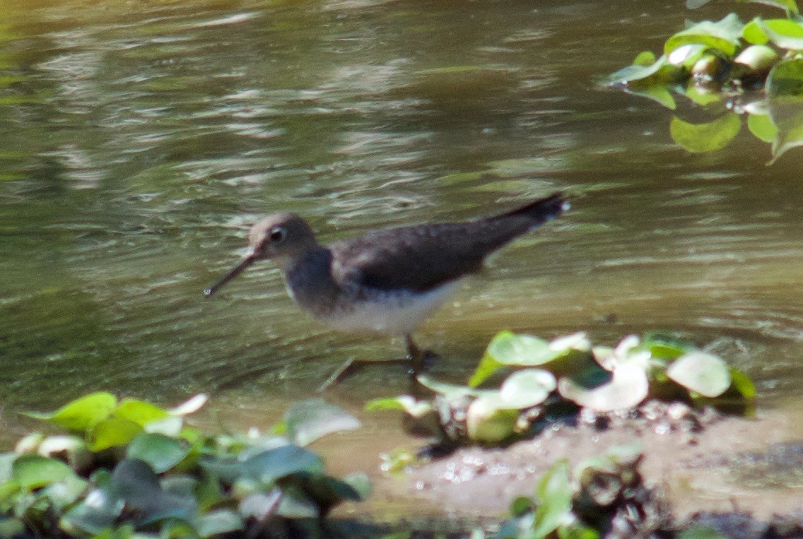 Solitary Sandpiper - ML46943921