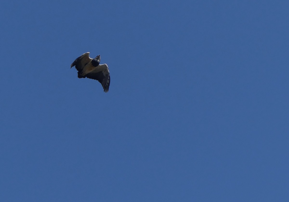 Black-chested Buzzard-Eagle - joaquin vial