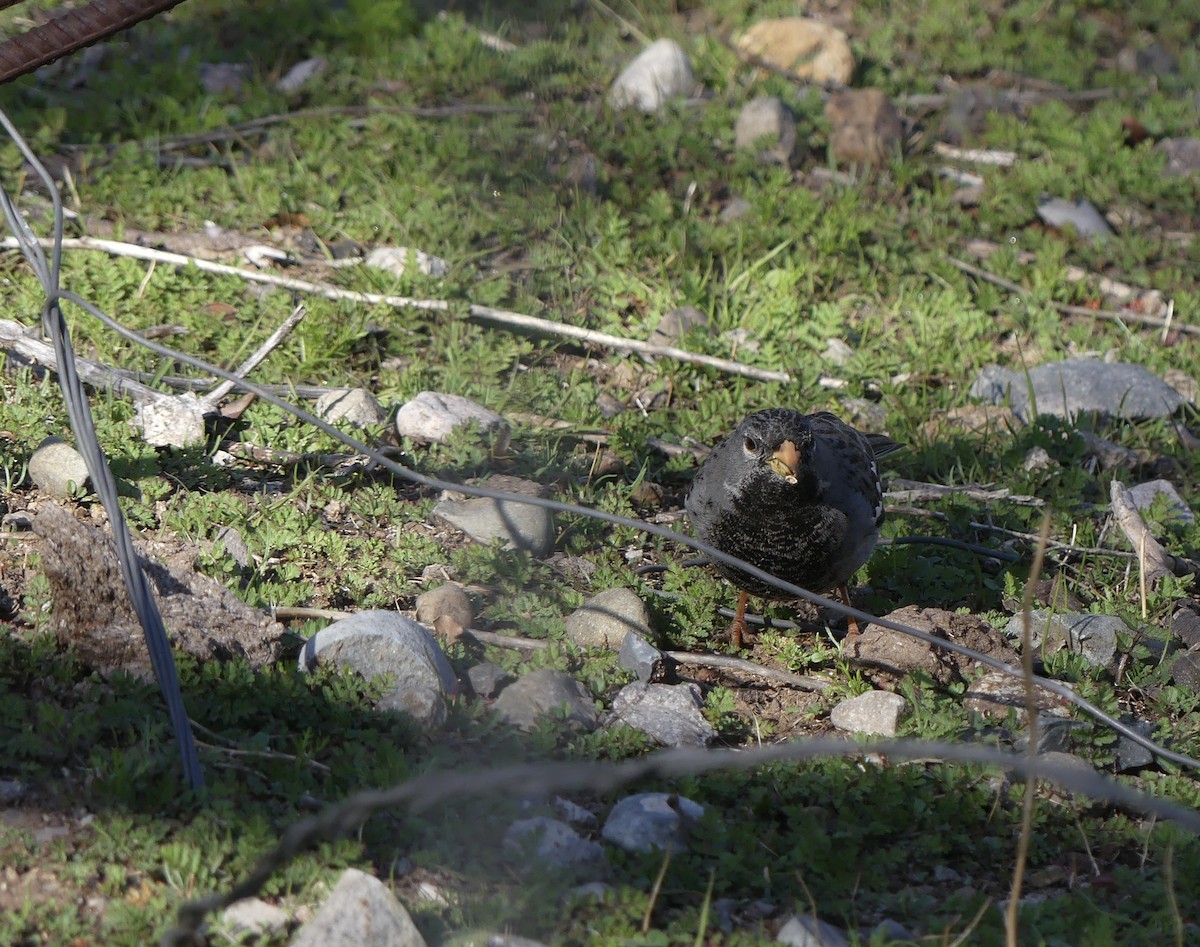 Mourning Sierra Finch - ML469440541