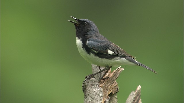 Black-throated Blue Warbler - ML469441