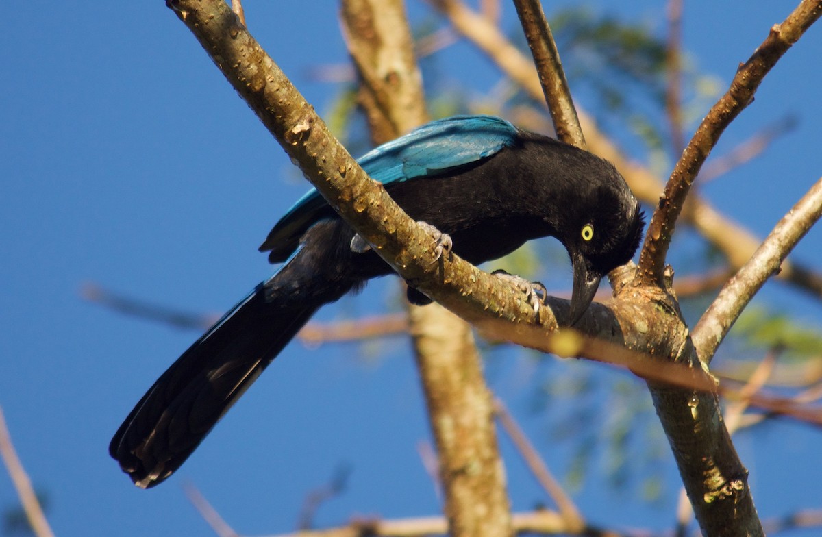 San Blas Jay - ML46944191