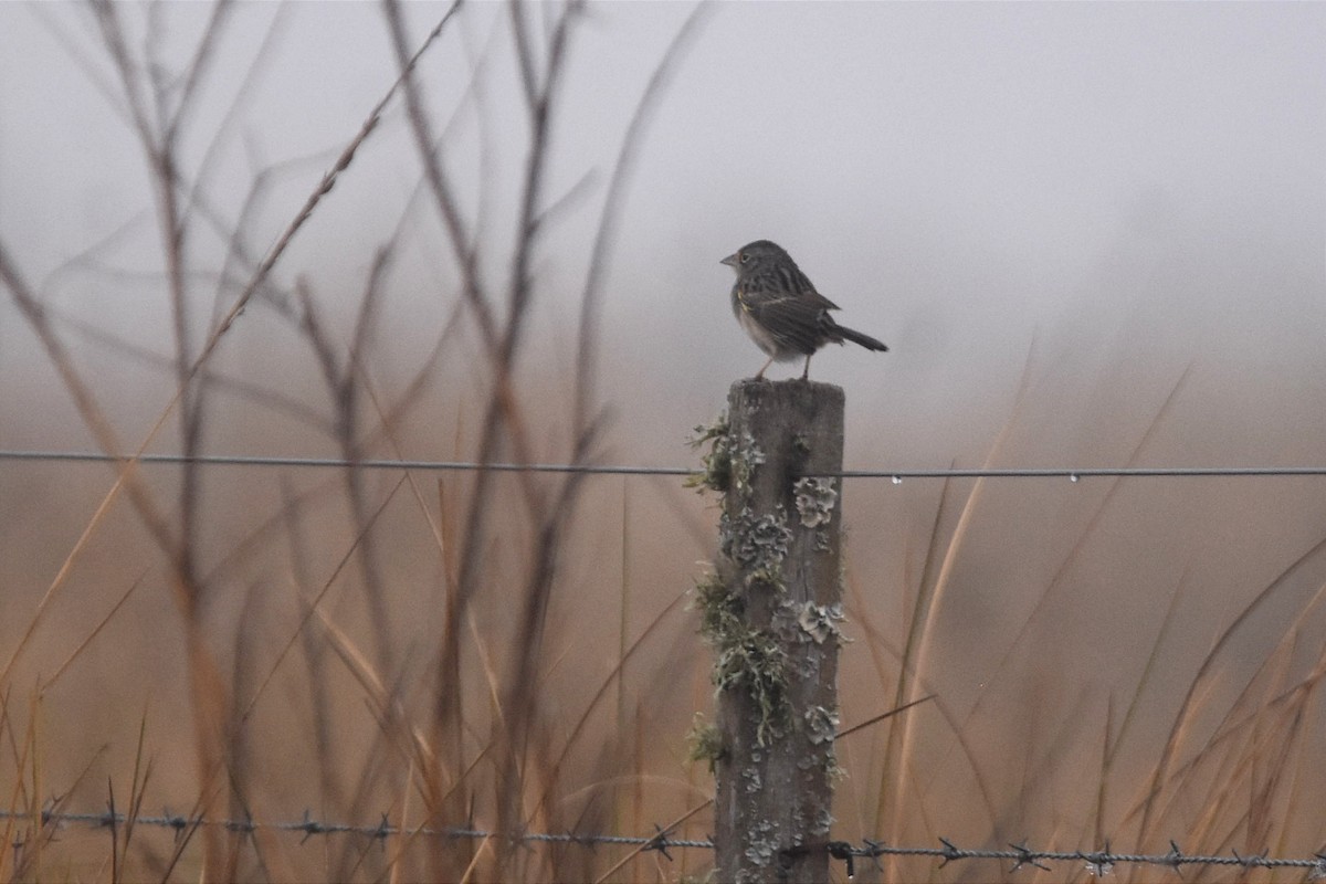 Grassland Sparrow - ML469442191