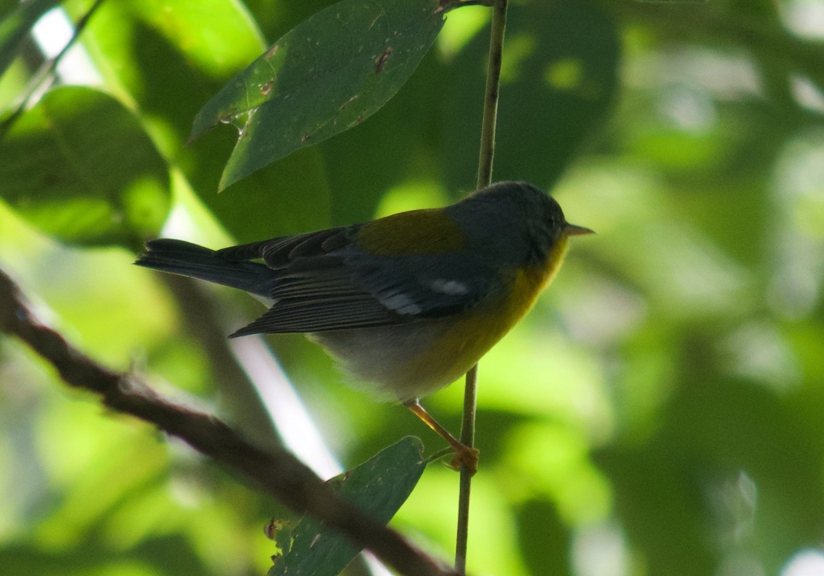 Tropical Parula - ML46944241