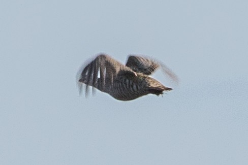 Greater Prairie-Chicken - Jodi Boe