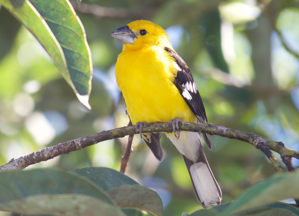 Yellow Grosbeak - ML46944351