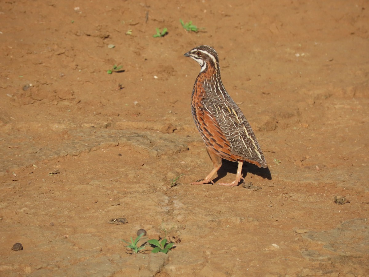 Harlequin Quail - ML469443771