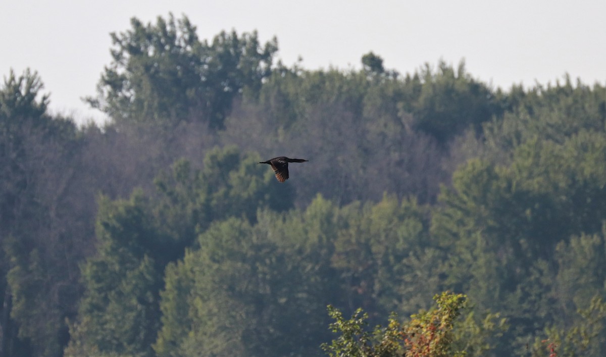 Double-crested Cormorant - ML469444171