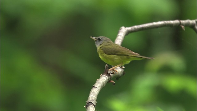 svartbrystparula - ML469445