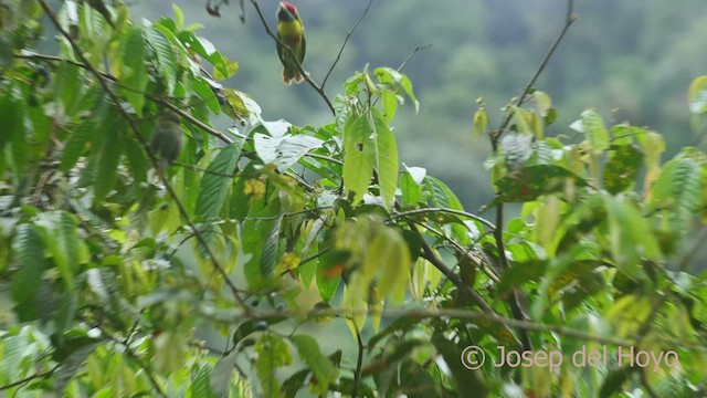 Çok Renkli Barbet (versicolor) - ML469445381