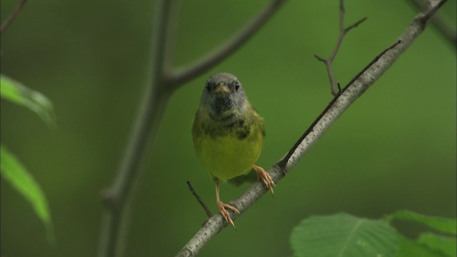svartbrystparula - ML469447