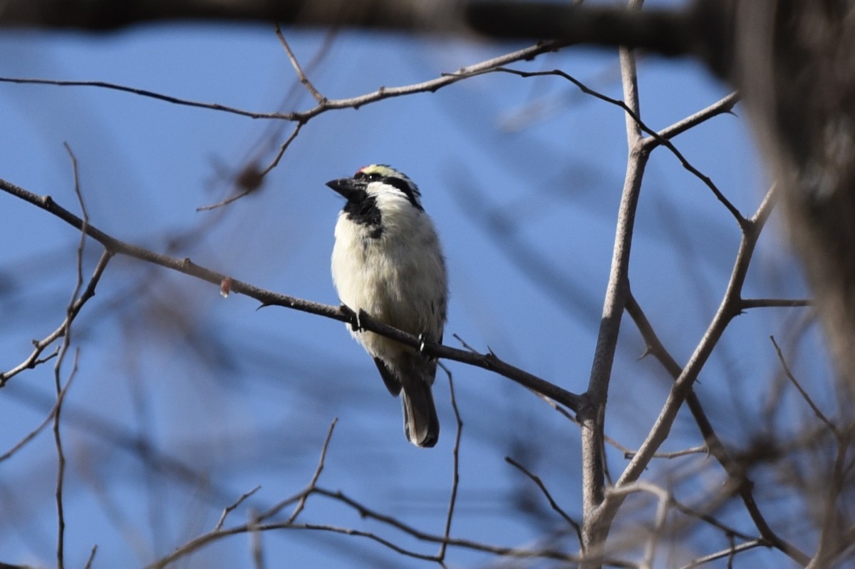 Pied Barbet - ML469447111