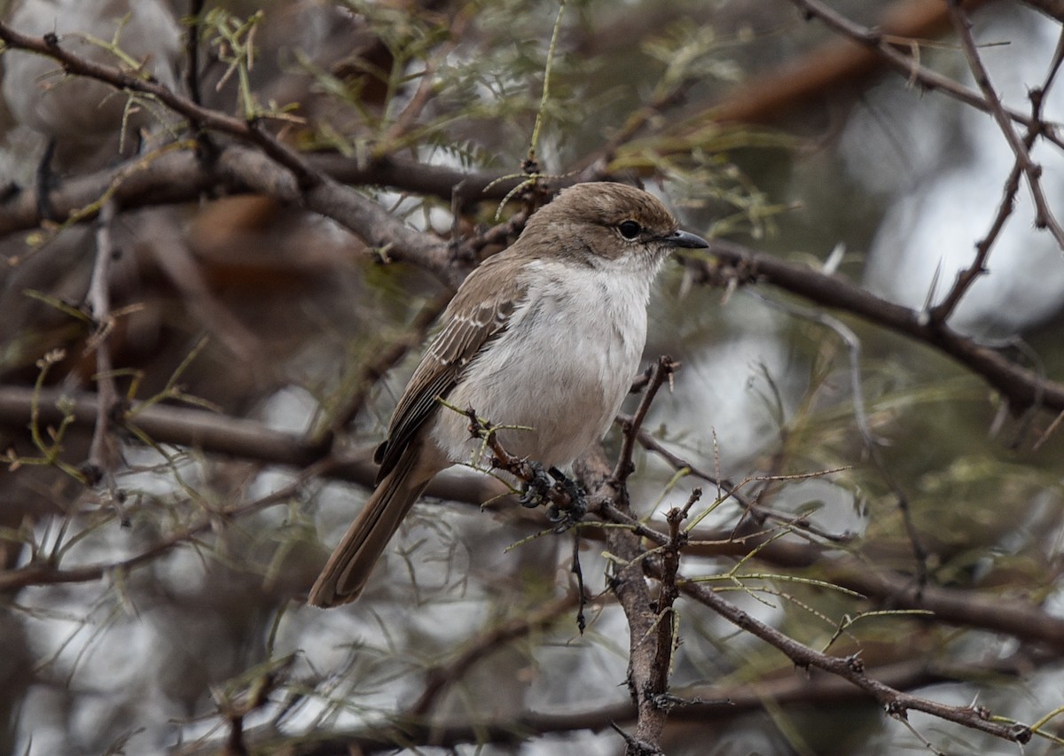 Marico Flycatcher - ML469447311