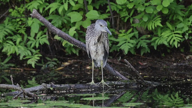 Yellow-crowned Night Heron - ML469447731