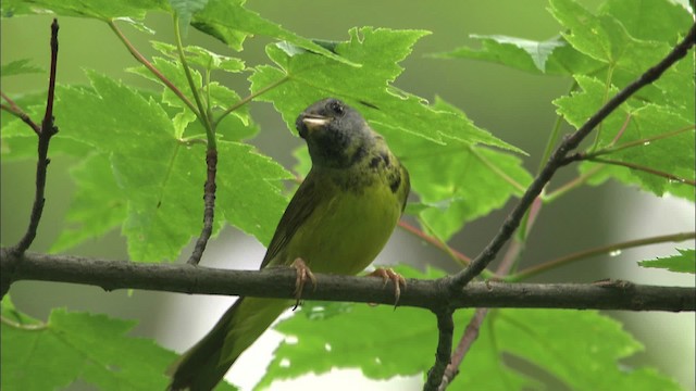 svartbrystparula - ML469448