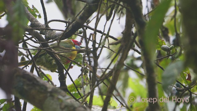 Versicolored Barbet (Blue-moustached) - ML469448331