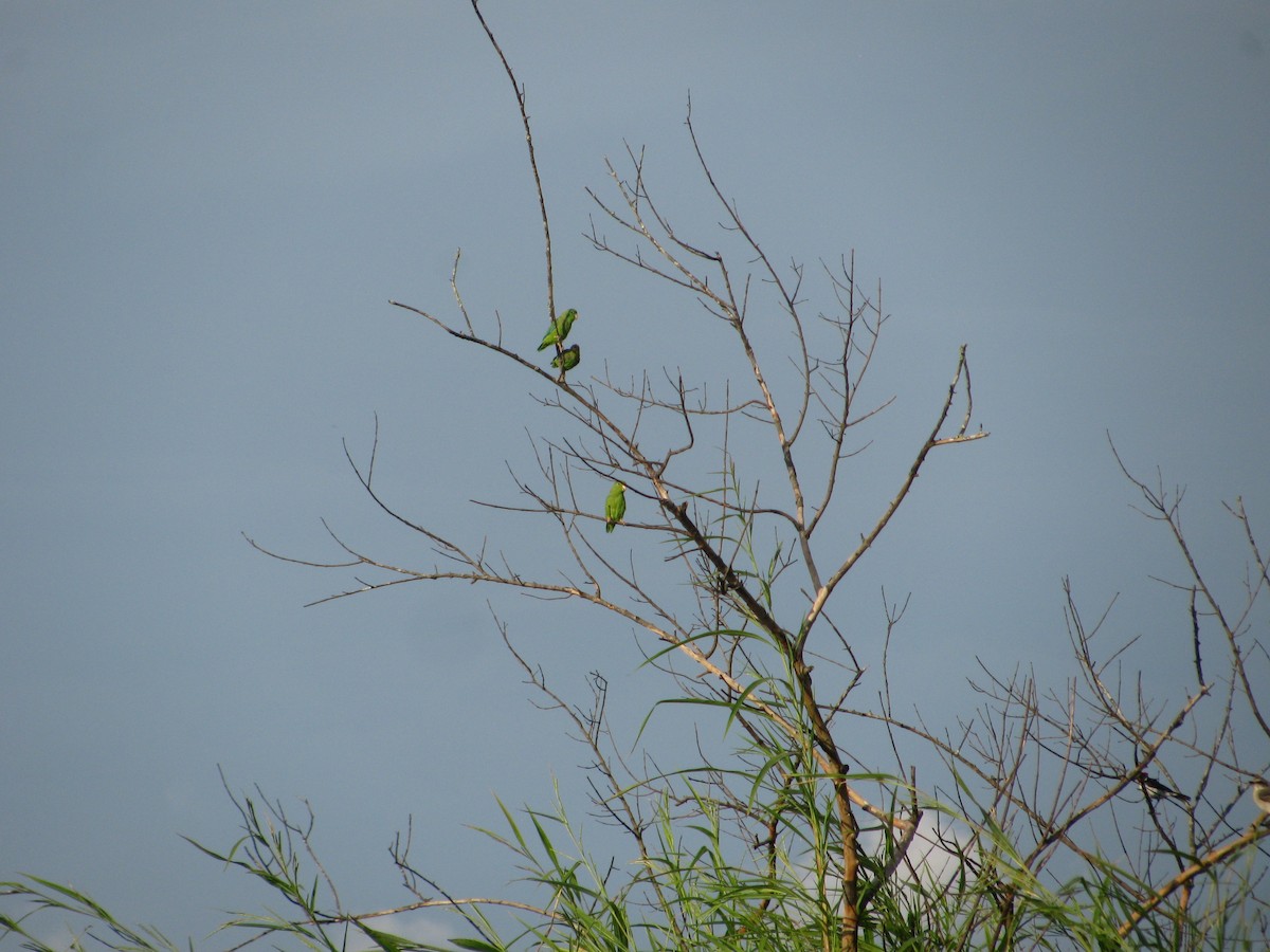 Yeşil Sokumlu Serçe Papağanı - ML469448401