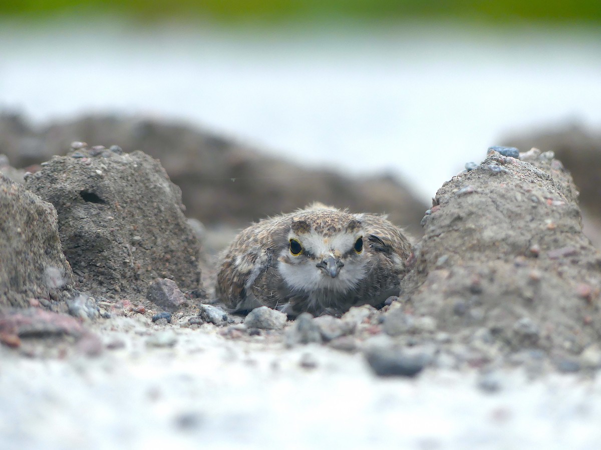 Little Ringed Plover - Baltasar Pinheiro