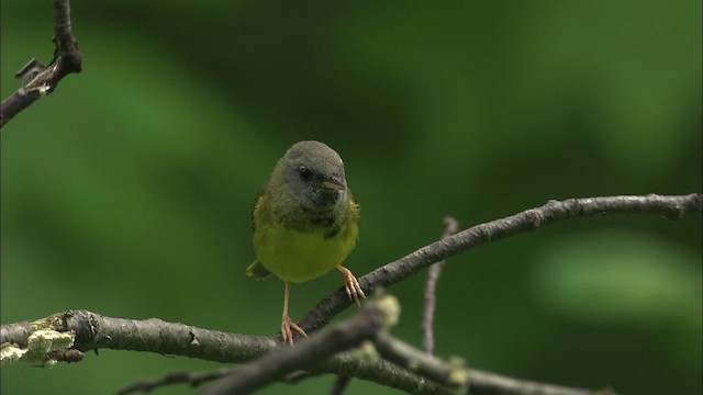 svartbrystparula - ML469449