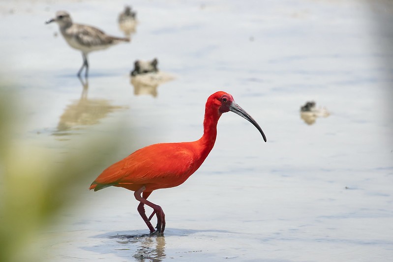 ibis rudý - ML469449221