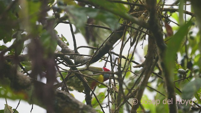 Çok Renkli Barbet (versicolor) - ML469449761