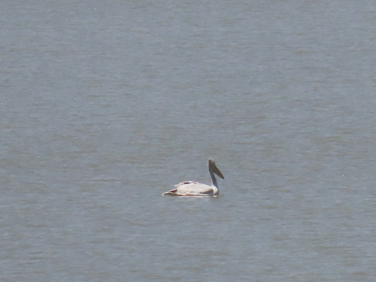 Pink-backed Pelican - ML469450141