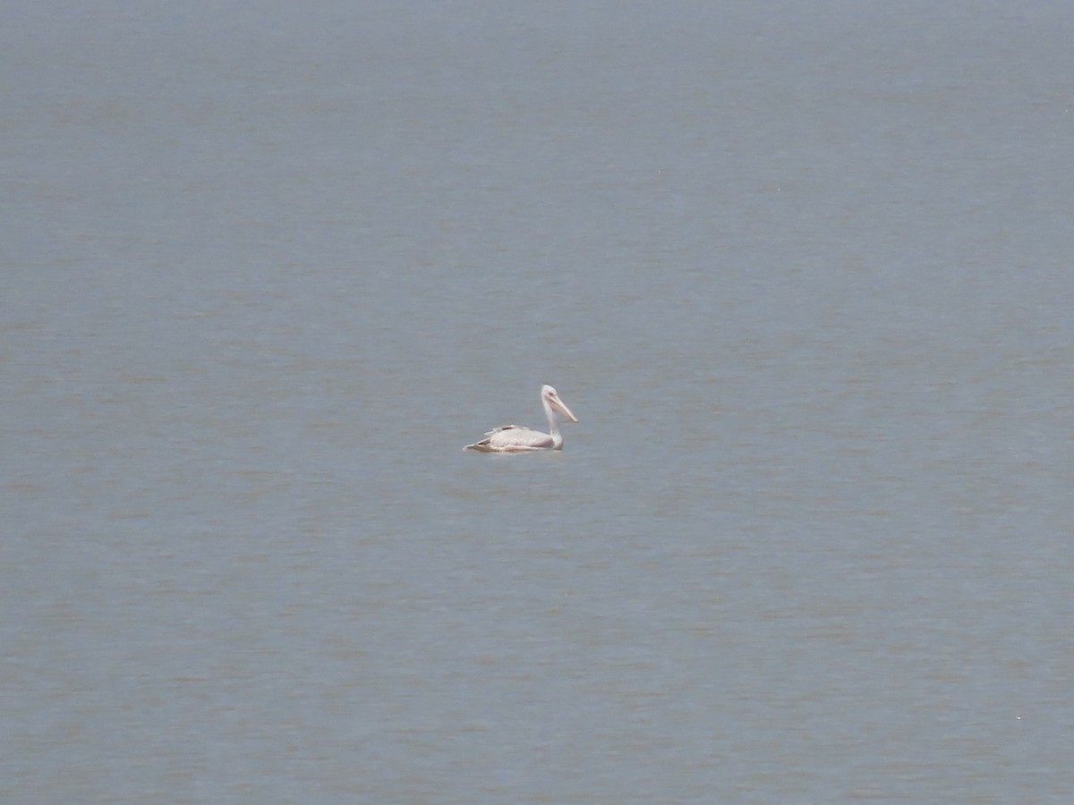 Pink-backed Pelican - ML469450151