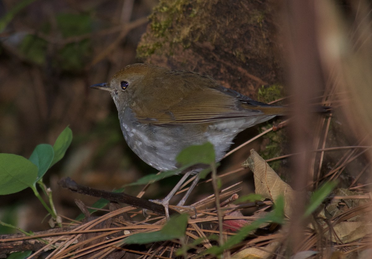 Russet Nightingale-Thrush - ML46945071