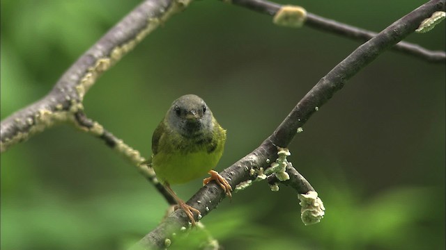 Mourning Warbler - ML469451