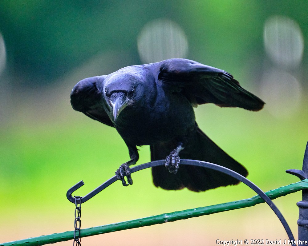 American Crow - ML469451141